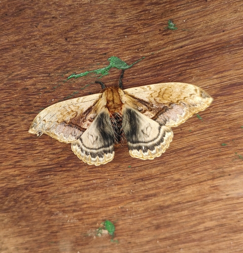 Molippa sabina