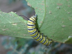 Danaus plexippus megalippe
