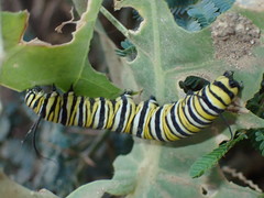 Danaus plexippus megalippe