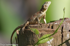 Acanthocercus ugandaensis