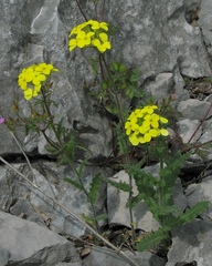 Biscutella cichoriifolia