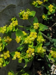 Euphorbia fragifera