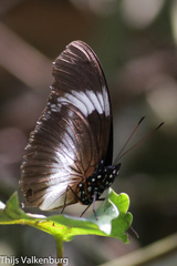 Hypolimnas monteironis major