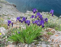 Iris pallida illyrica