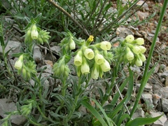 Onosma pseudoarenaria