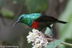 Cinnyris erythrocercus