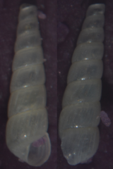 Turbonilla lactea
