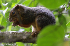 Heliosciurus rufobrachium