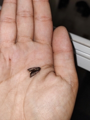 Micrathetis canifimbria