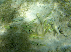 Parupeneus pleurostigma