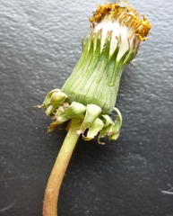 Taraxacum mucronatum