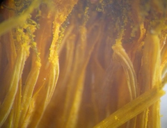 Taraxacum mucronatum