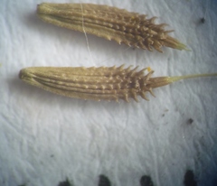 Taraxacum mucronatum