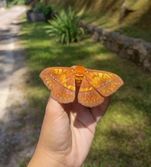 Procitheronia principalis