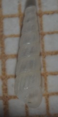 Turbonilla lactea