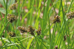 Carex illota