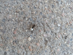 Paratrochosina amica