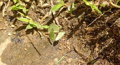 Pseudopieris nehemia