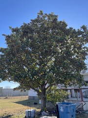Magnolia tamaulipana