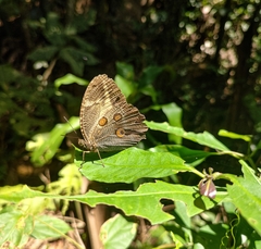 Dasyophthalma creusa