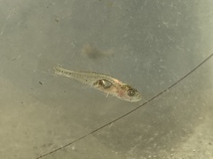 Gobiopterus semivestitus