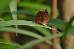 Elymnias hypermnestra