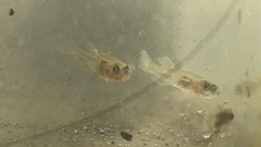 Gobiopterus semivestitus