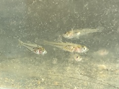 Gobiopterus semivestitus