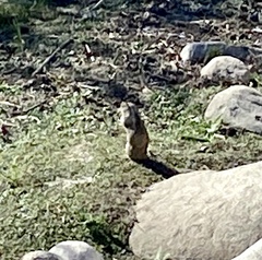 Otospermophilus beecheyi