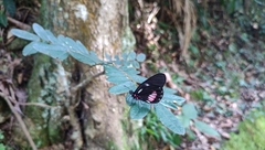 Archonias brassolis tereas