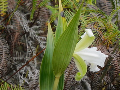Sobralia virginalis