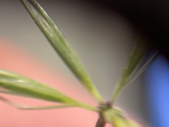 Hordeum murinum glaucum