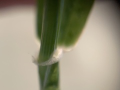Hordeum murinum glaucum