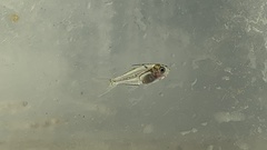 Ambassis jacksoniensis