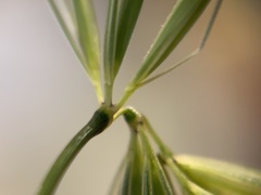 Hordeum murinum glaucum