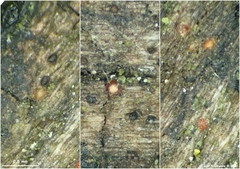 Neonectria ditissima