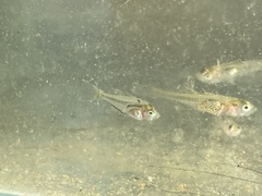 Ambassis jacksoniensis