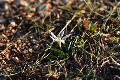 Colchicum hungaricum