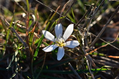 Colchicum hungaricum