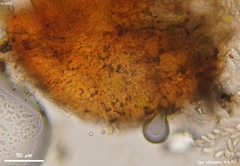 Neonectria ditissima