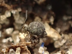 Sminthuroidea