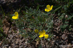 Eschscholzia minutiflora