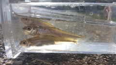 Notropis volucellus
