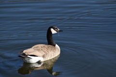 Branta canadensis