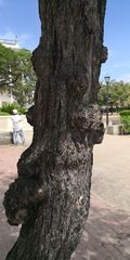 Cordia sebestena