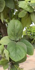 Cordia sebestena