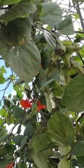Cordia sebestena