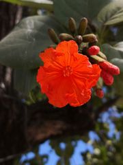 Cordia sebestena
