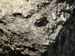 Chaetophiloscia elongata