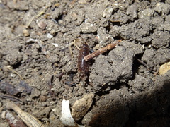 Chaetophiloscia elongata